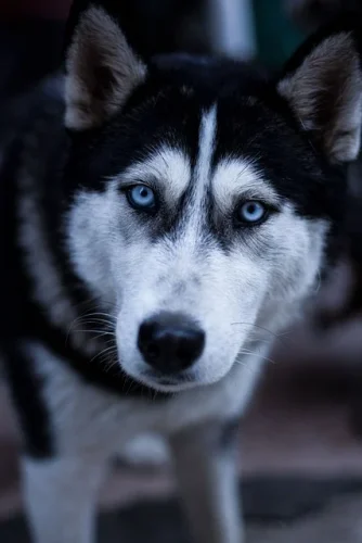 Husky